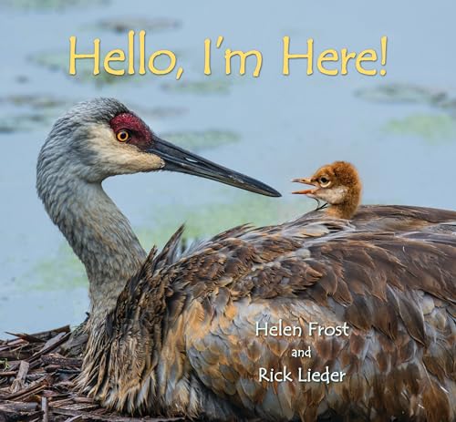 Cover of Hello, I'm Here!