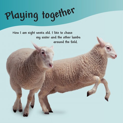 Lamb