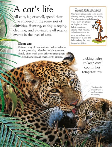 Eye Wonder: Big Cats