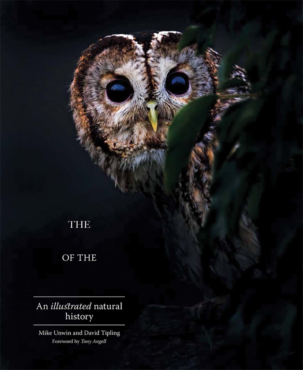 Cover of The Enigma of the Owl: An Illustrated Natural History
