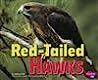 Red-Tailed Hawks